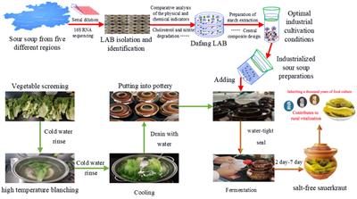 Optimisation of Lactobacillus fermentation conditions and its application in the fermentation of salt-free sauerkraut